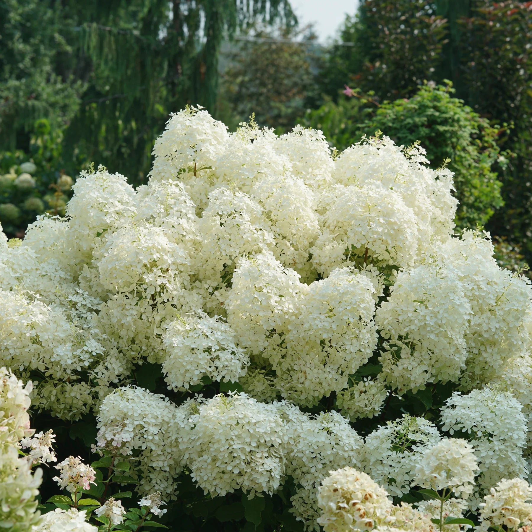 Proven Winners® Puffer Fish® Panicle Hydrangea (paniculata)