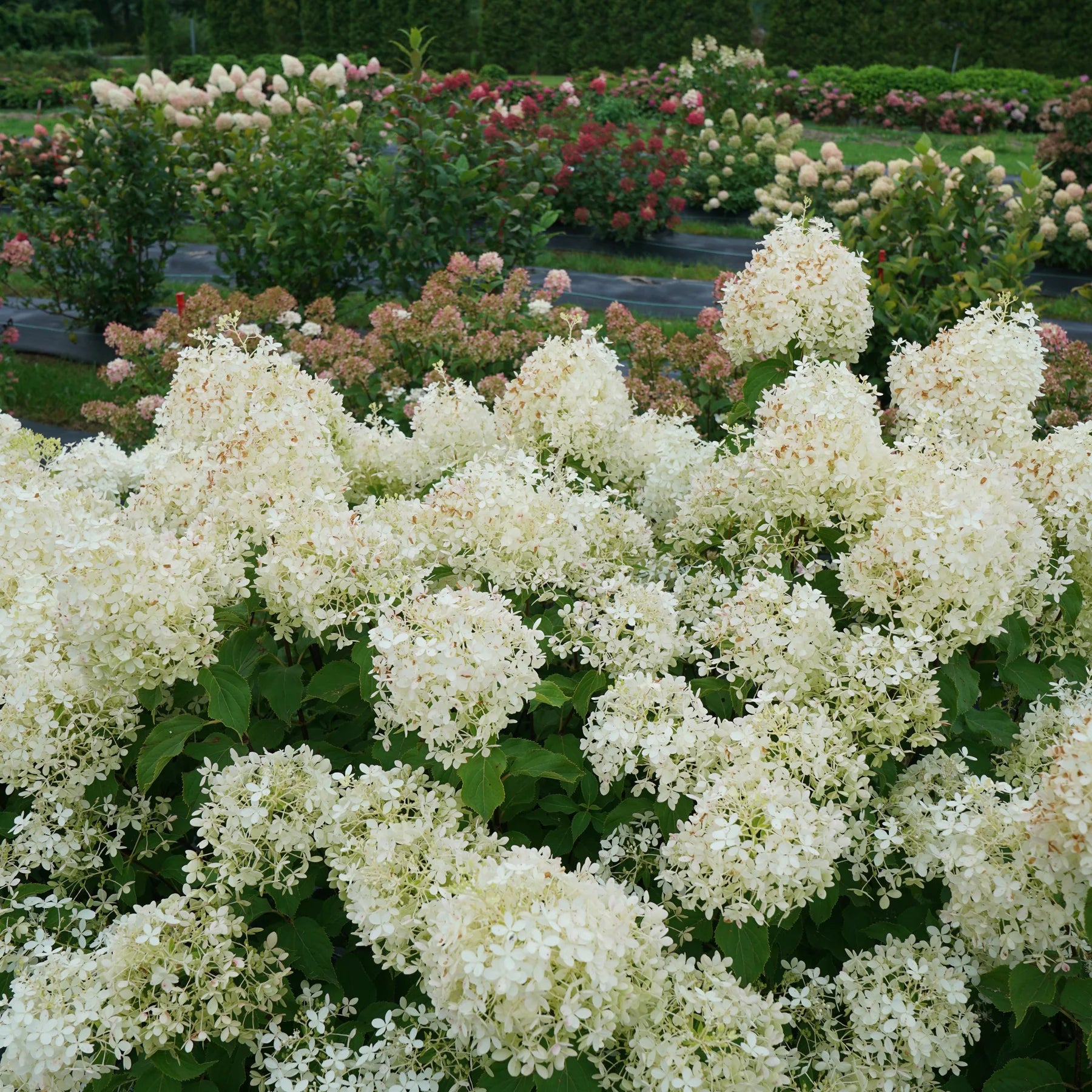 Proven Winners® Puffer Fish® Panicle Hydrangea (paniculata)