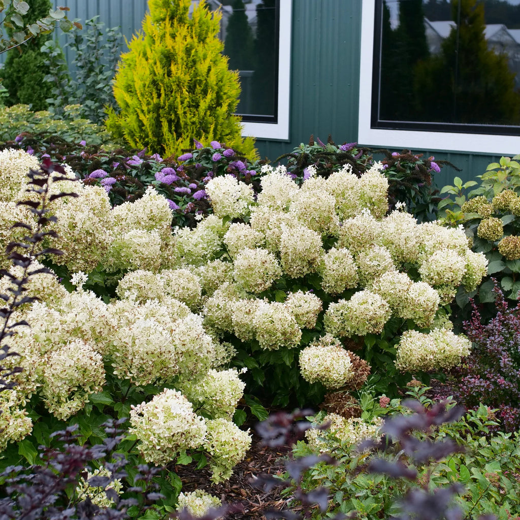 Proven Winners® Puffer Fish® Panicle Hydrangea (paniculata)