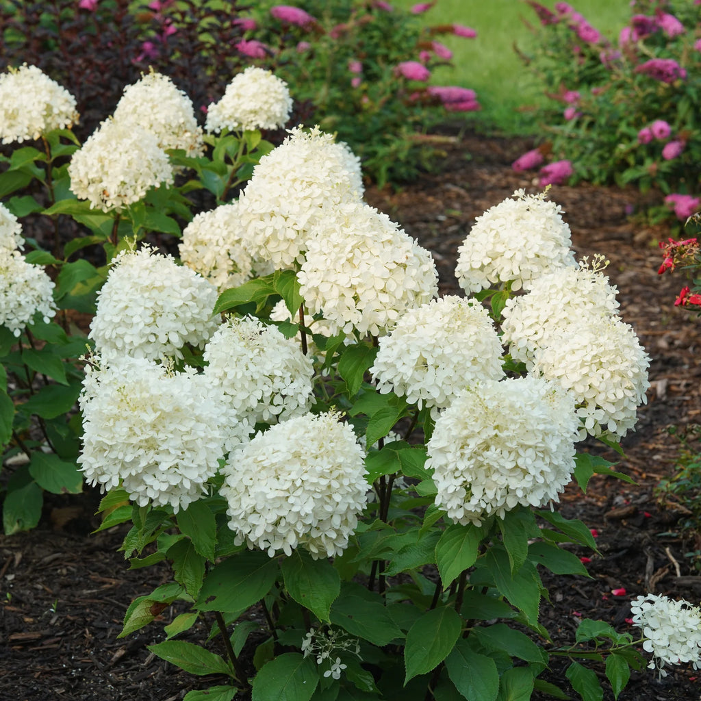 Proven Winners® Puffer Fish® Panicle Hydrangea (paniculata)