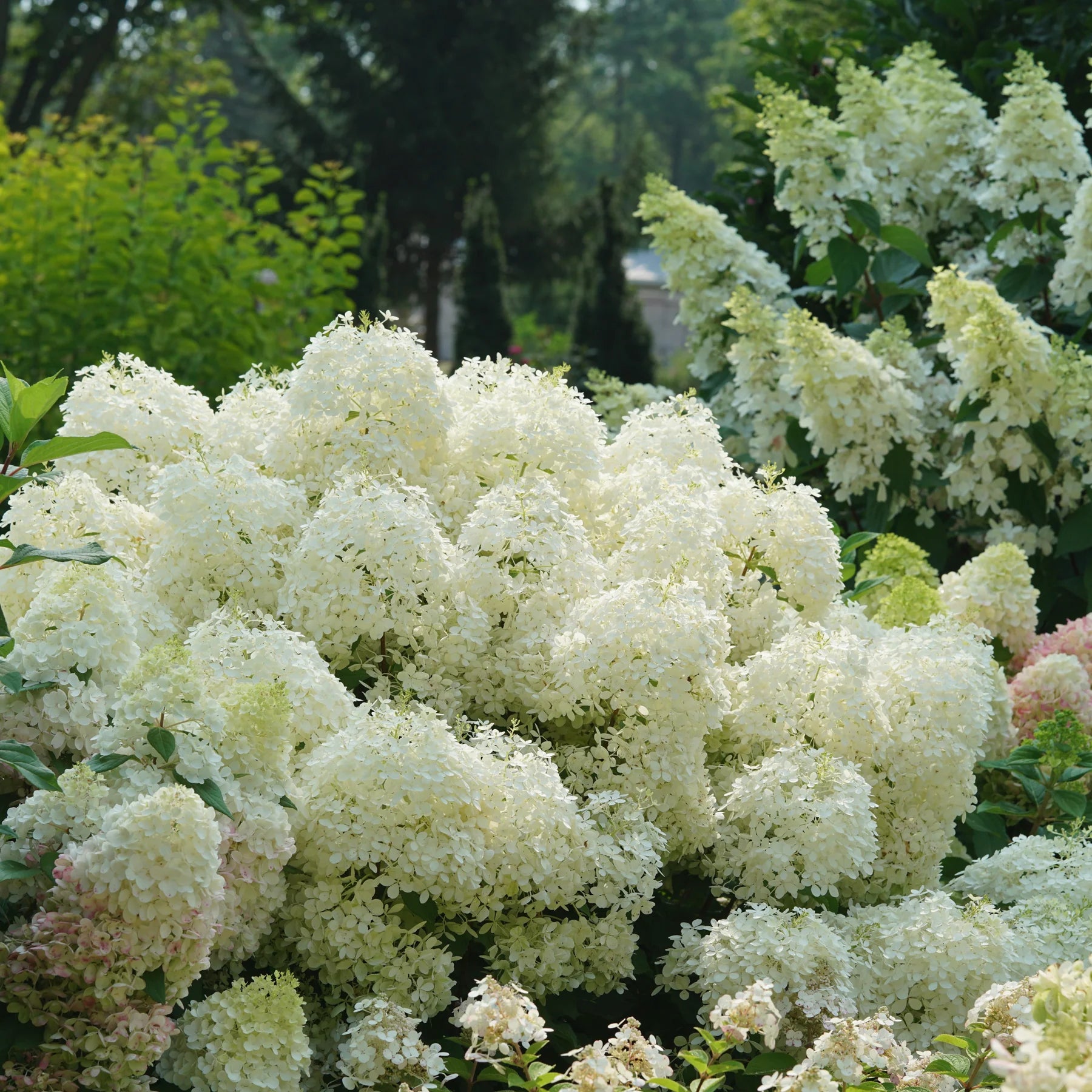 Proven Winners® Puffer Fish® Panicle Hydrangea (paniculata)
