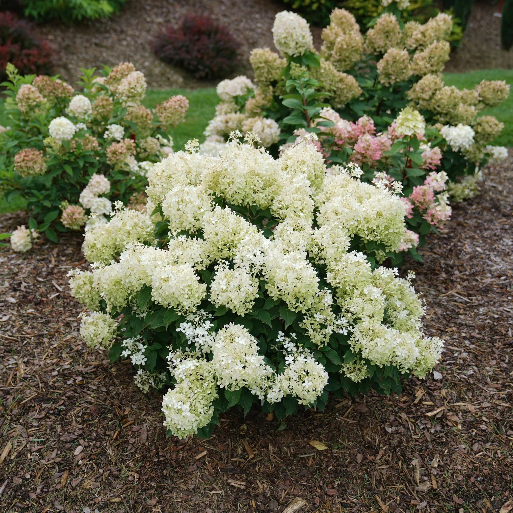Proven Winners® Puffer Fish® Panicle Hydrangea (paniculata)