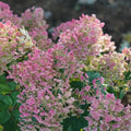 Proven Winners® Tiny Quick Fire® Panicle Hydrangea (paniculata)