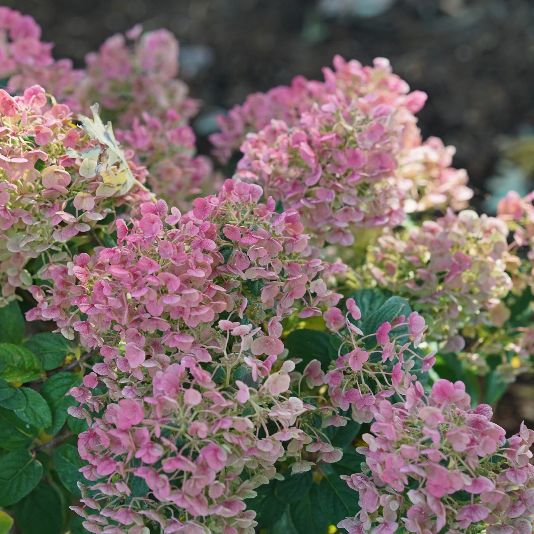 Proven Winners® Tiny Quick Fire® Panicle Hydrangea (paniculata)