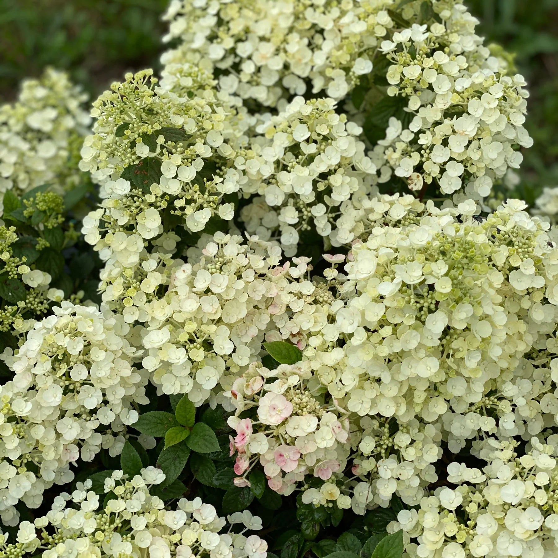 Proven Winners® Tiny Quick Fire® Panicle Hydrangea (paniculata)