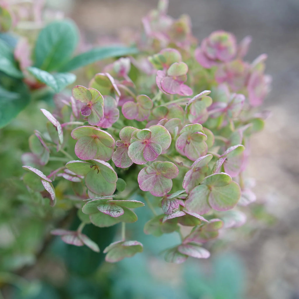 Proven Winners® Tiny Quick Fire® Panicle Hydrangea (paniculata)