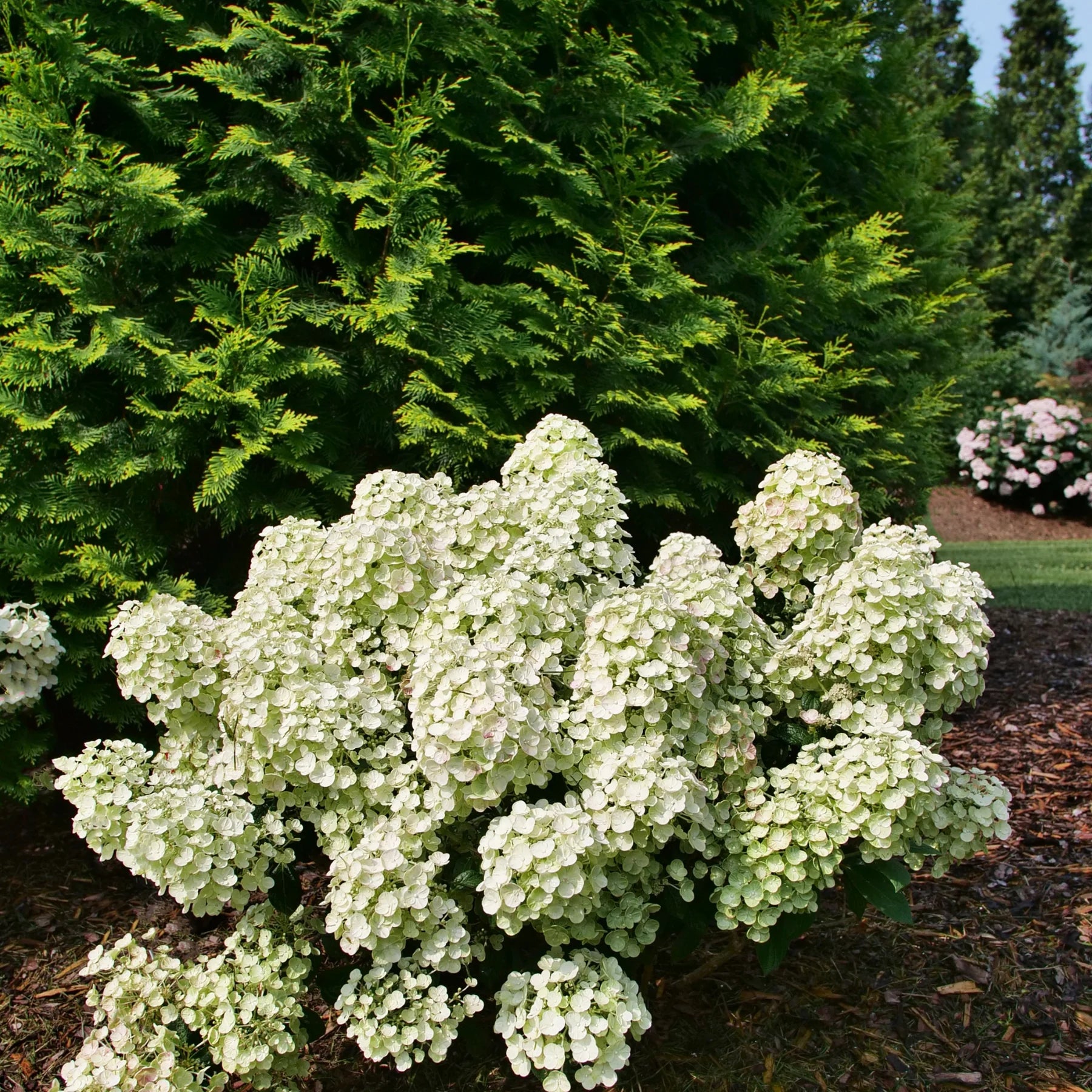 Proven Winners® Tiny Quick Fire® Panicle Hydrangea (paniculata)