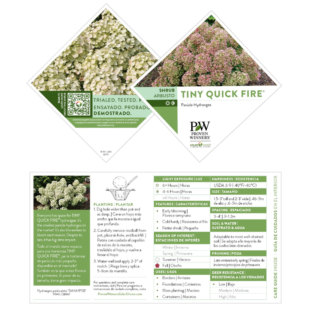 Proven Winners® Tiny Quick Fire® Panicle Hydrangea (paniculata)
