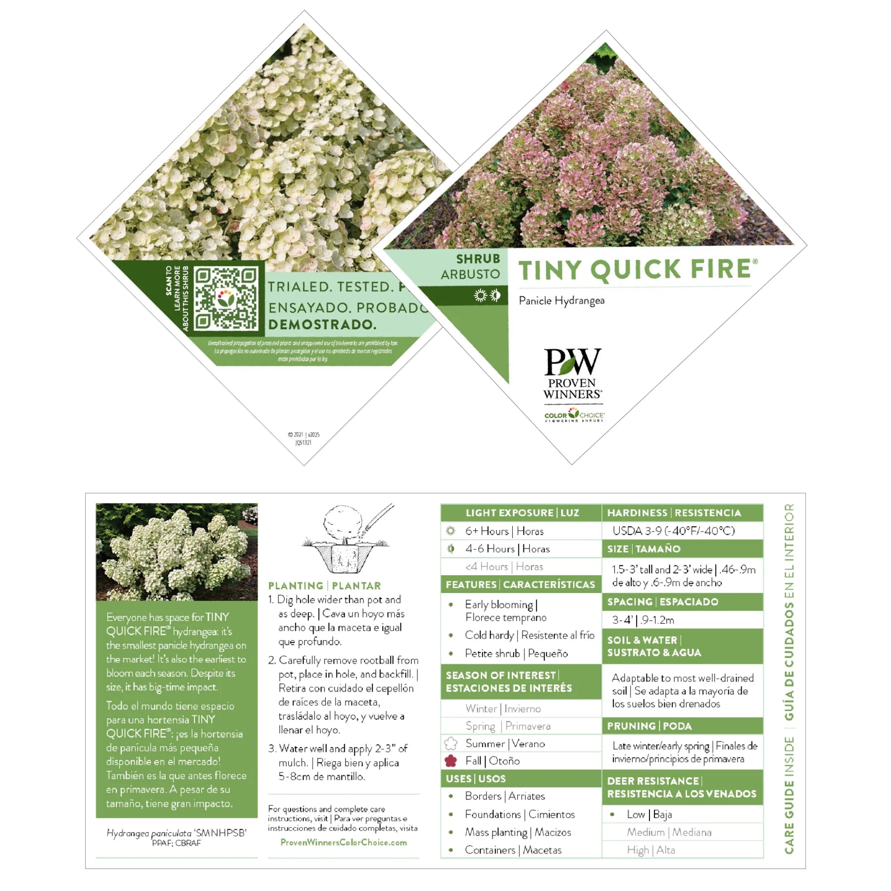 Proven Winners® Tiny Quick Fire® Panicle Hydrangea (paniculata)