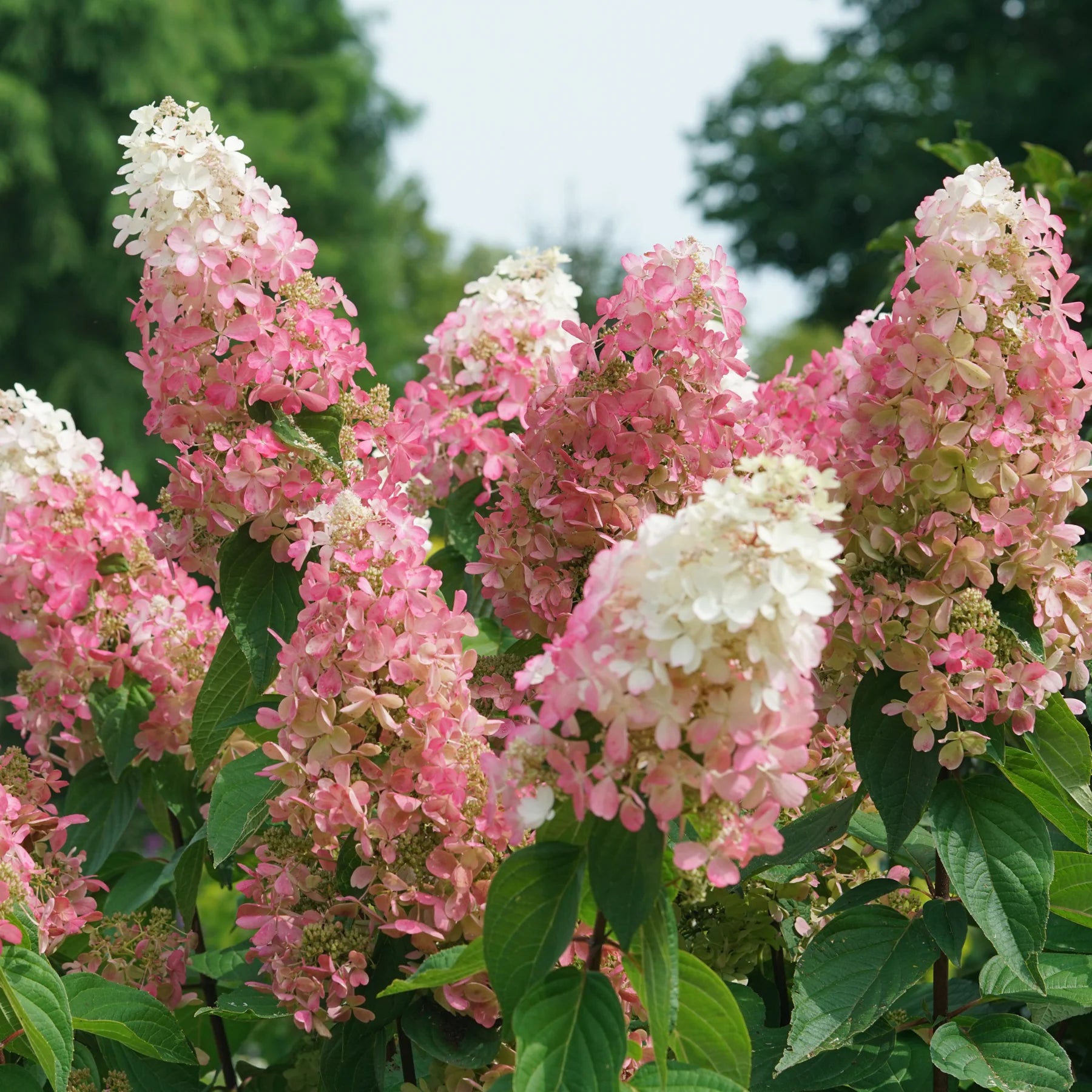 Proven Winners® Pinky Winky Prime® Panicle Hydrangea (paniculata)