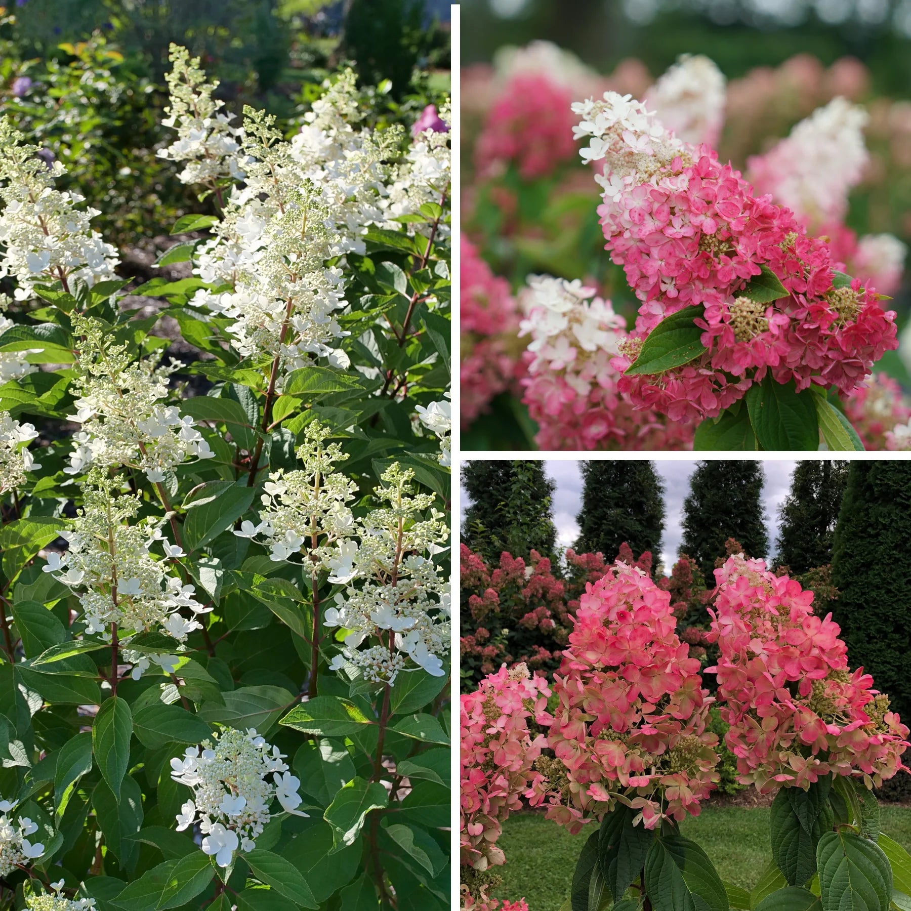 Proven Winners® Pinky Winky Prime® Panicle Hydrangea (paniculata)