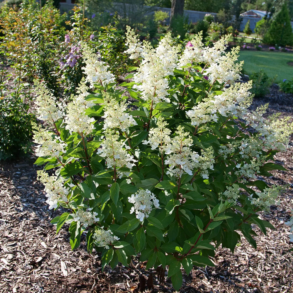 Proven Winners® Pinky Winky Prime® Panicle Hydrangea (paniculata)