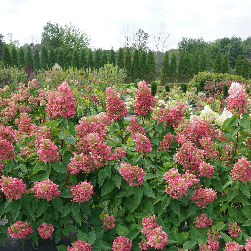 Proven Winners® Pinky Winky Prime® Panicle Hydrangea (paniculata)