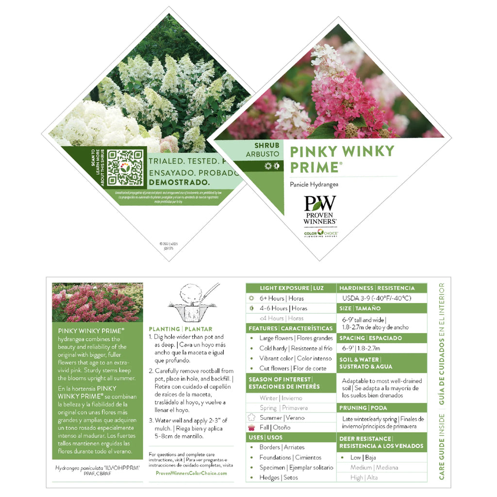 Proven Winners® Pinky Winky Prime® Panicle Hydrangea (paniculata)