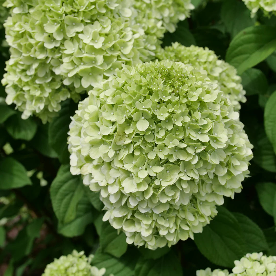 Proven Winners® Powerball® Panicle Hydrangea (Paniculata) | Proven Winners® New Variety 2026