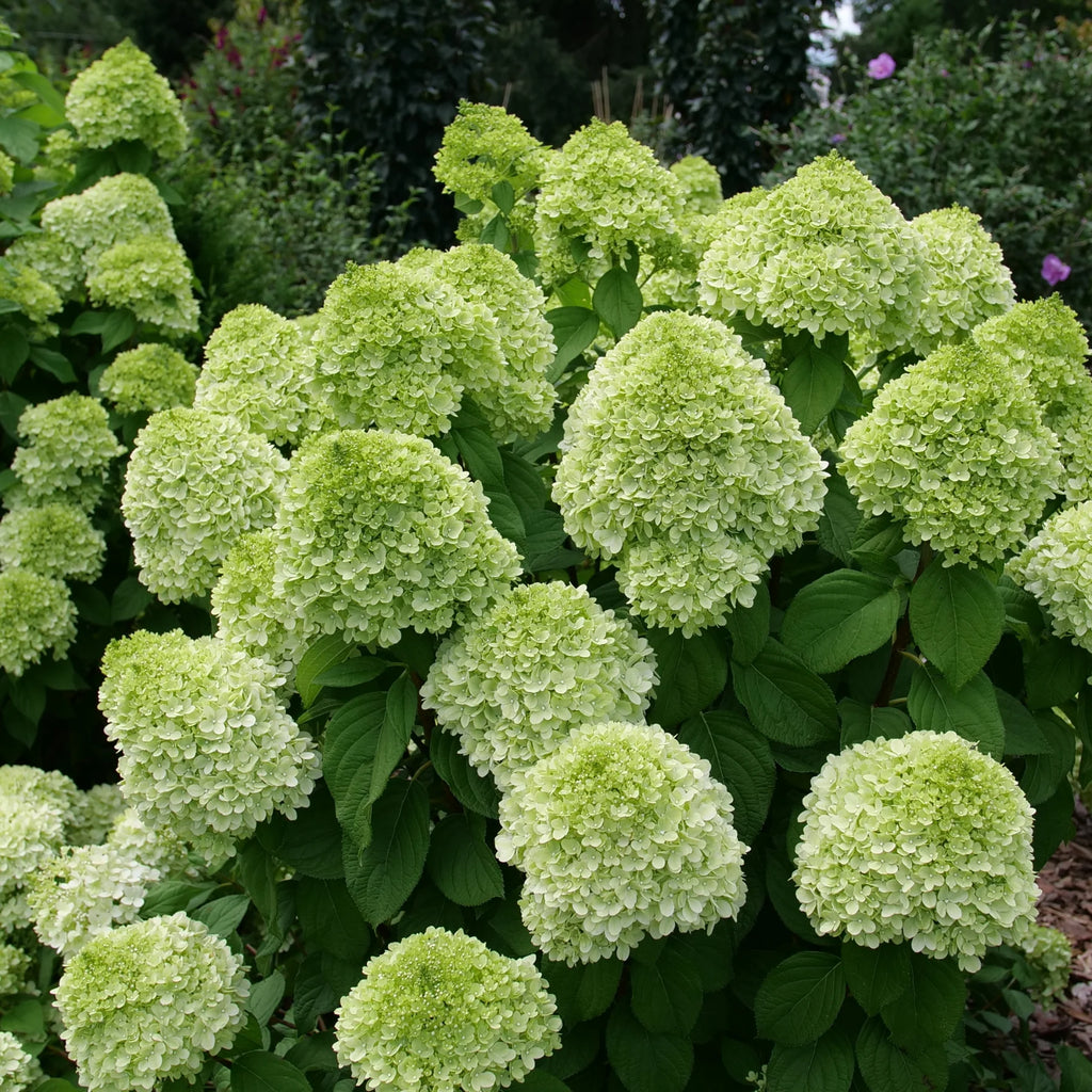 Proven Winners® Powerball® Panicle Hydrangea (Paniculata) | Proven Winners® New Variety 2026