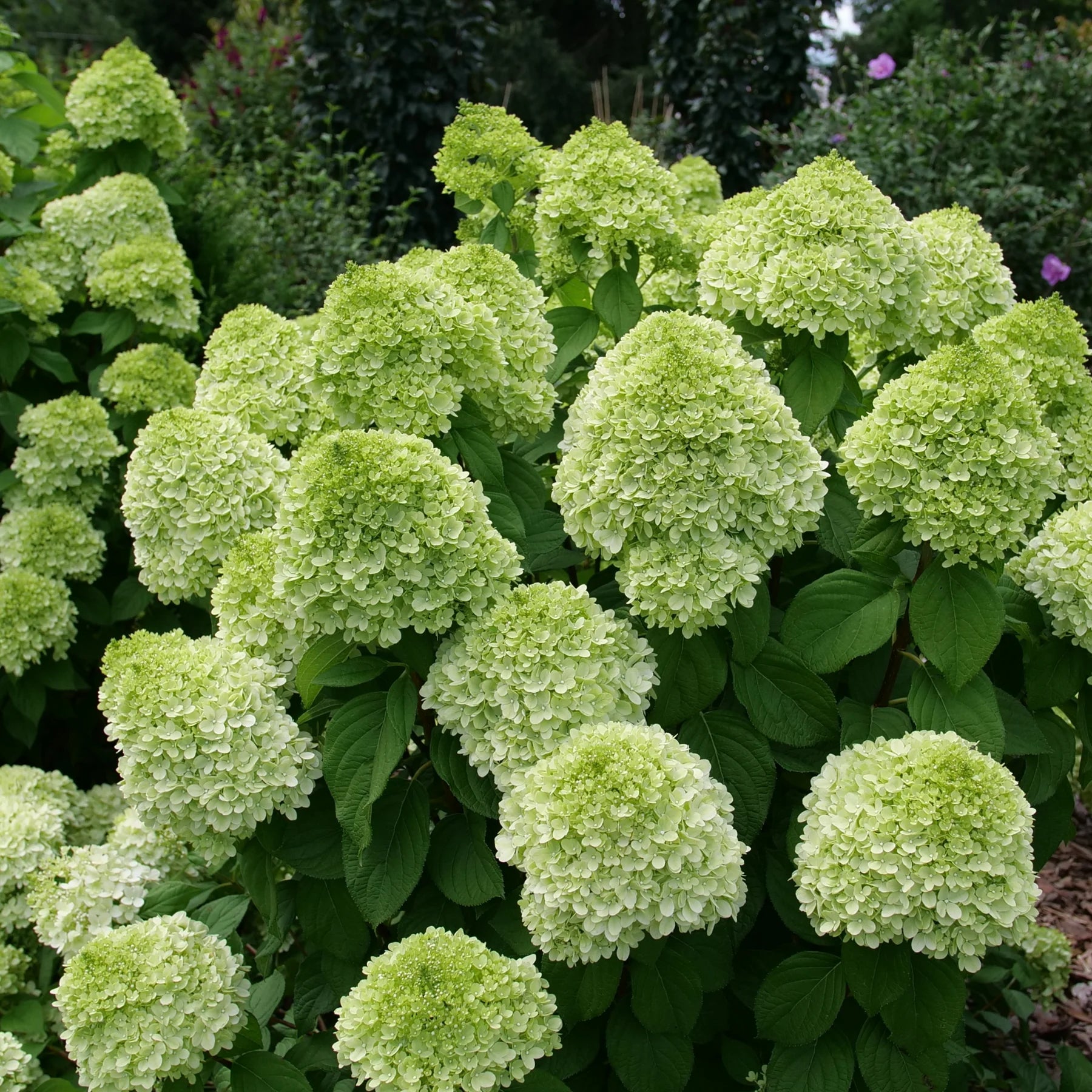 Proven Winners® Powerball® Panicle Hydrangea (Paniculata) | Proven Winners® New Variety 2026