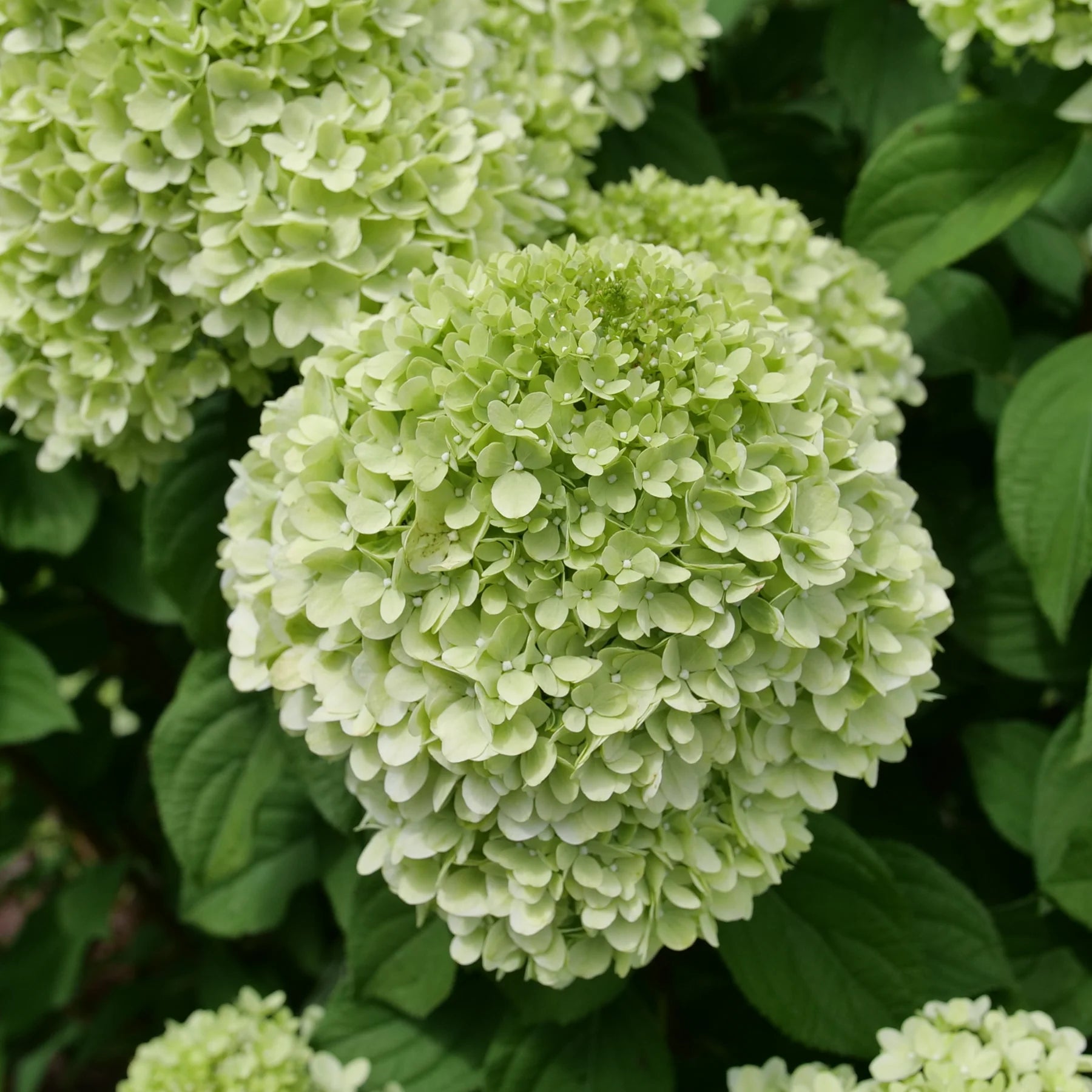 Proven Winners® Powerball® Panicle Hydrangea (Paniculata) | Proven Winners® New Variety 2026