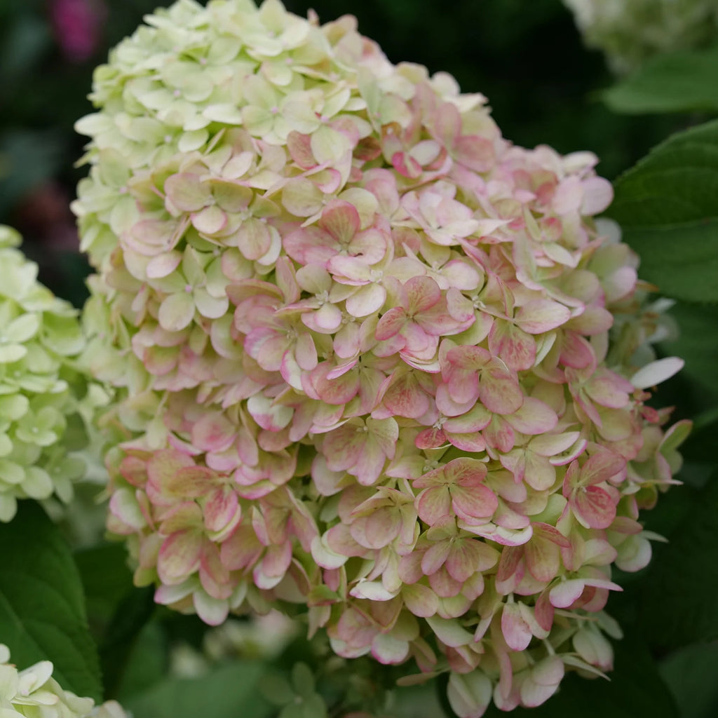Proven Winners® Powerball® Panicle Hydrangea (Paniculata) | Proven Winners® New Variety 2026