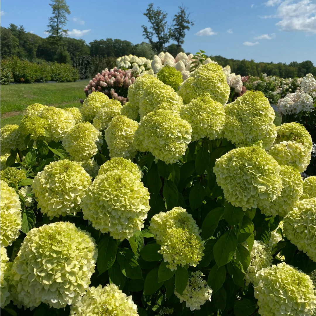 Proven Winners® Powerball® Panicle Hydrangea (Paniculata) | Proven Winners® New Variety 2026