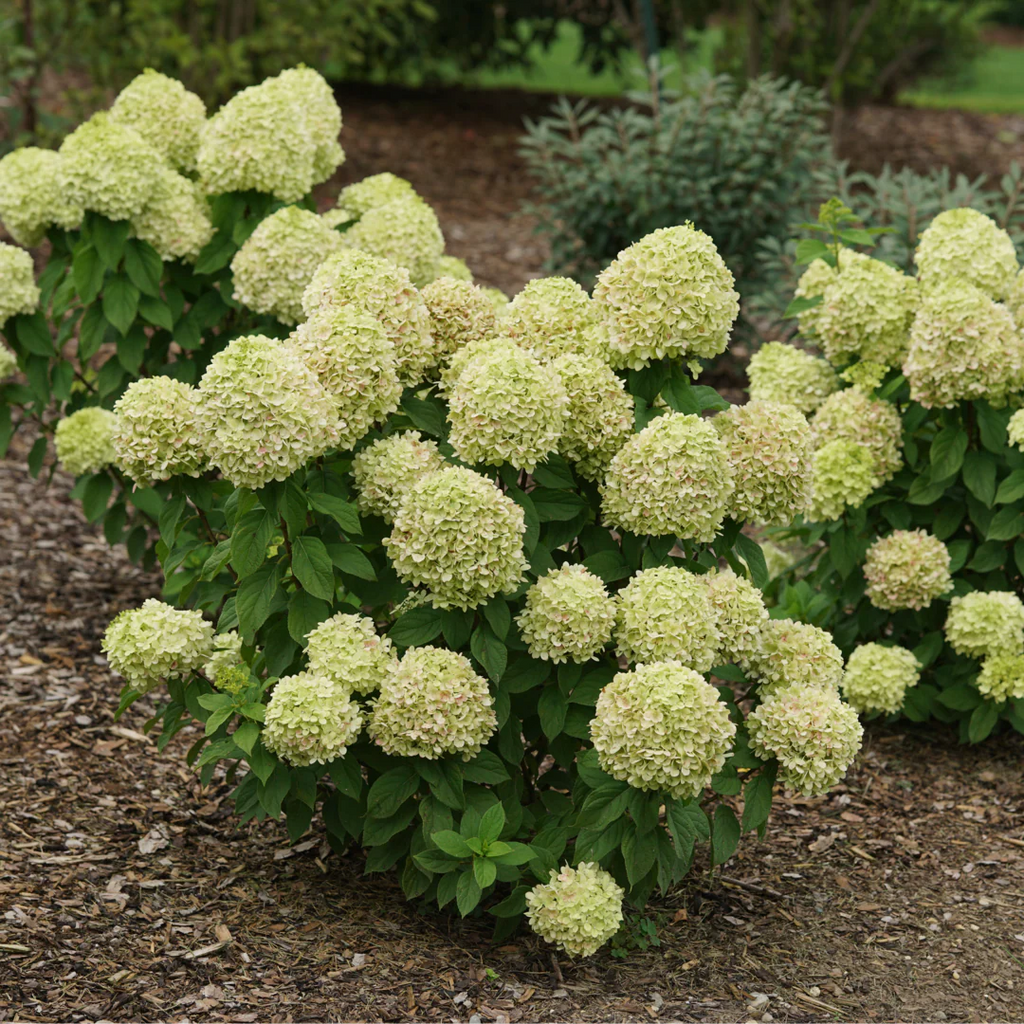Proven Winners® Powerball® Panicle Hydrangea (Paniculata) | Proven Winners® New Variety 2026