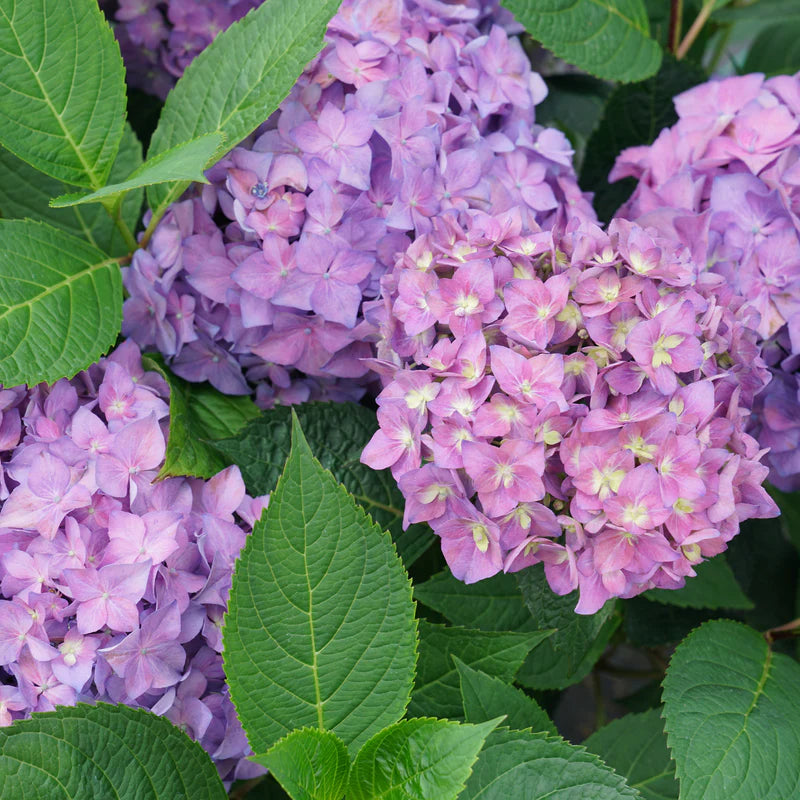Proven Winners® Let's Dance ¡Arriba!® Reblooming Hydrangea