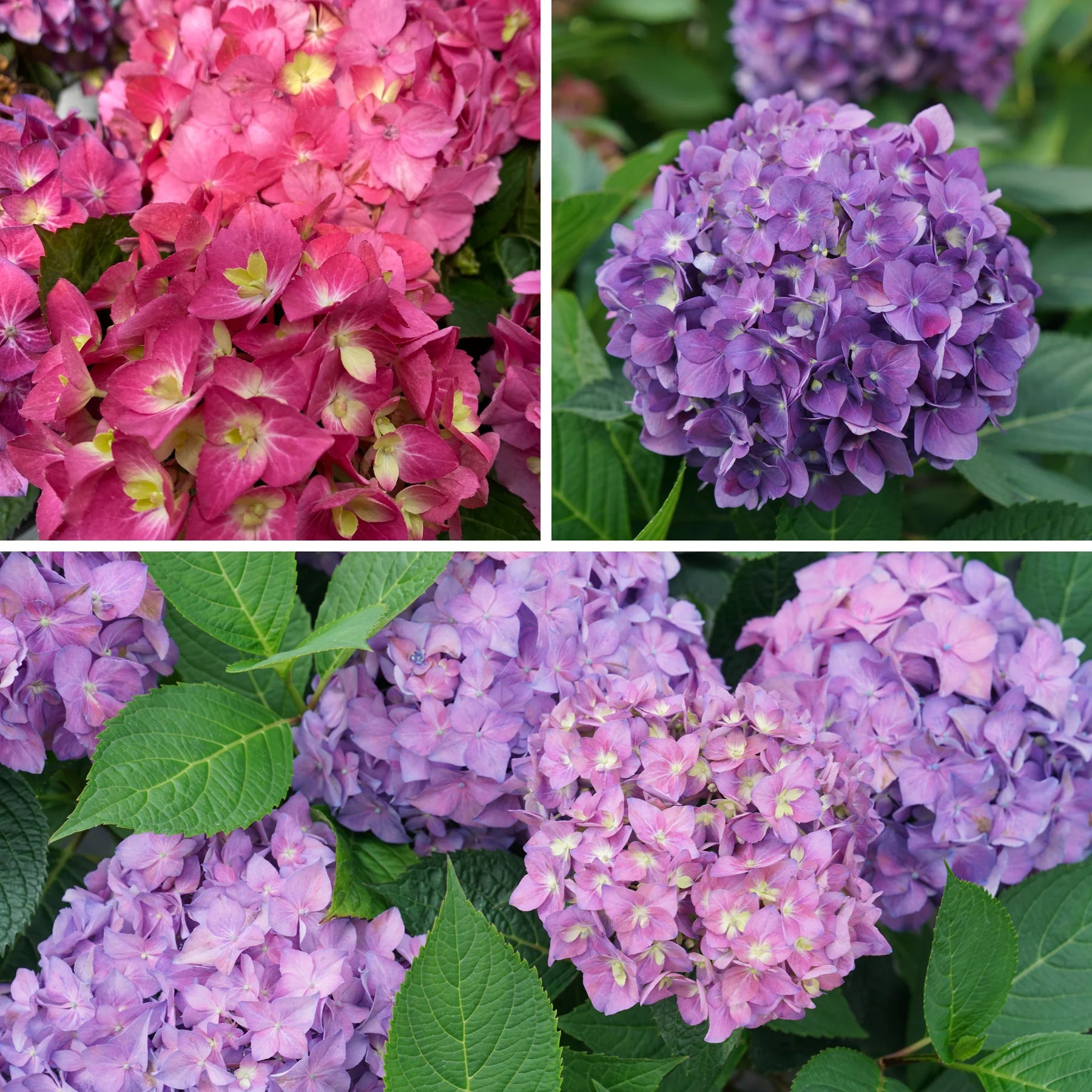 Proven Winners® Let's Dance ¡Arriba!® Reblooming Hydrangea