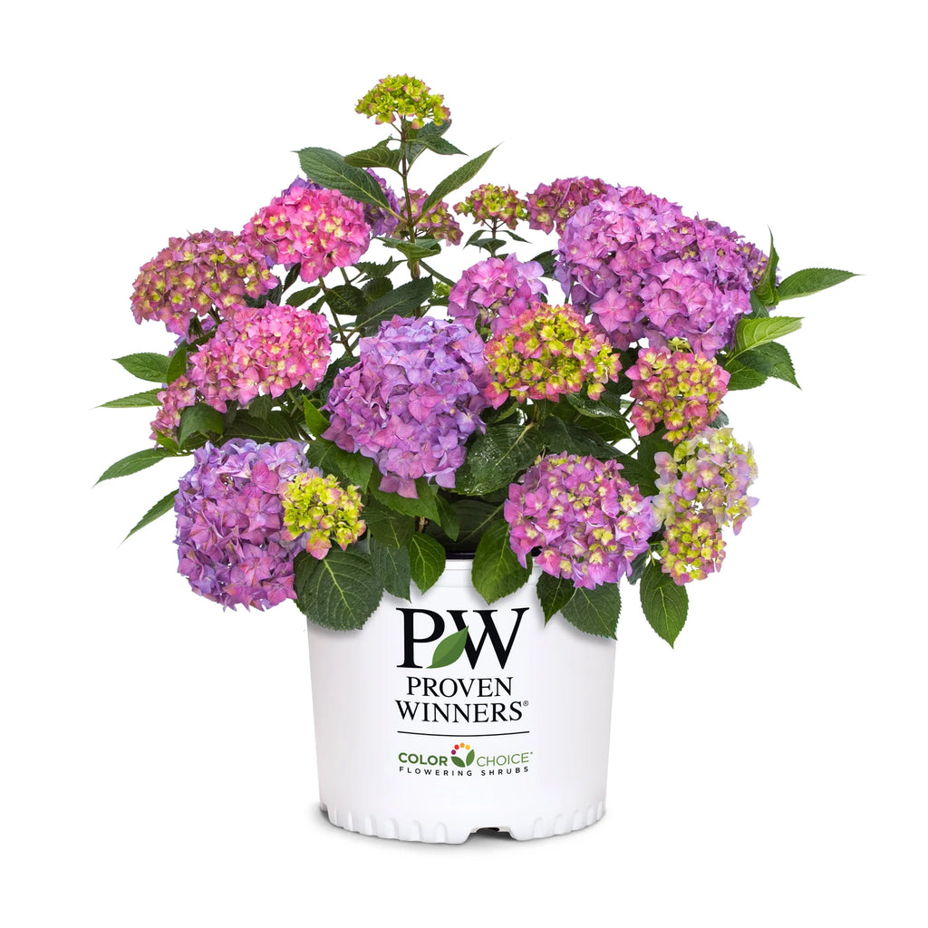 Proven Winners® Let's Dance ¡Arriba!® Reblooming Hydrangea