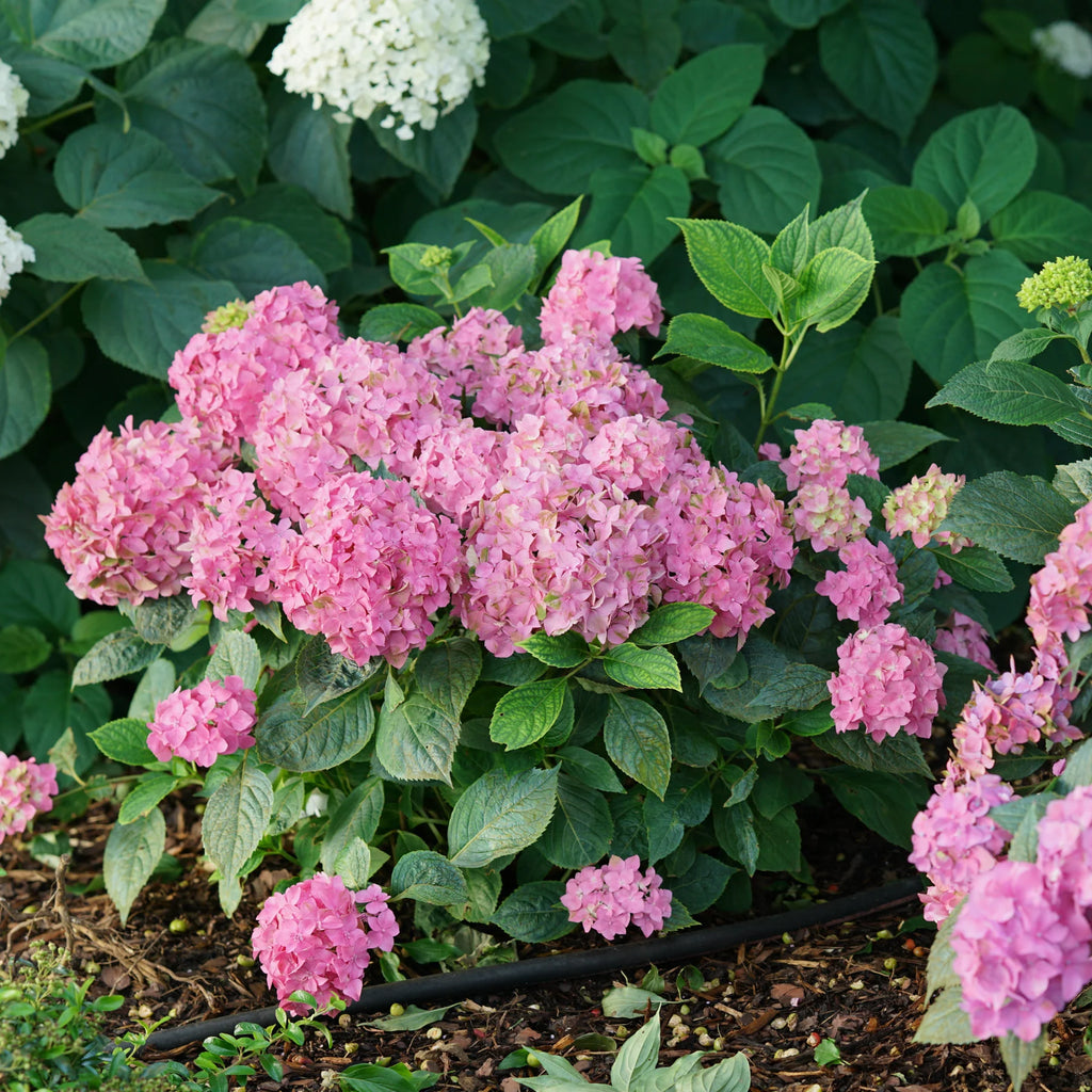 Proven Winners® Let's Dance ¡Arriba!® Reblooming Hydrangea