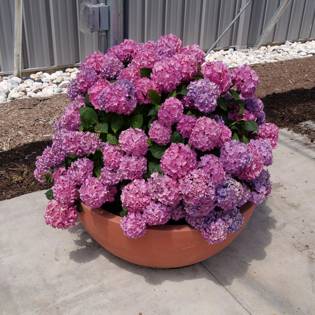 Proven Winners® Let's Dance ¡Arriba!® Reblooming Hydrangea