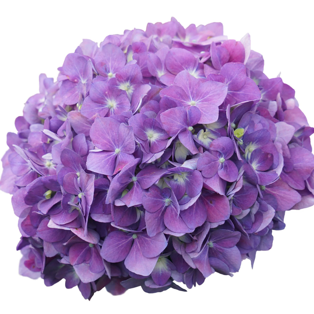 Proven Winners® Let's Dance ¡Arriba!® Reblooming Hydrangea