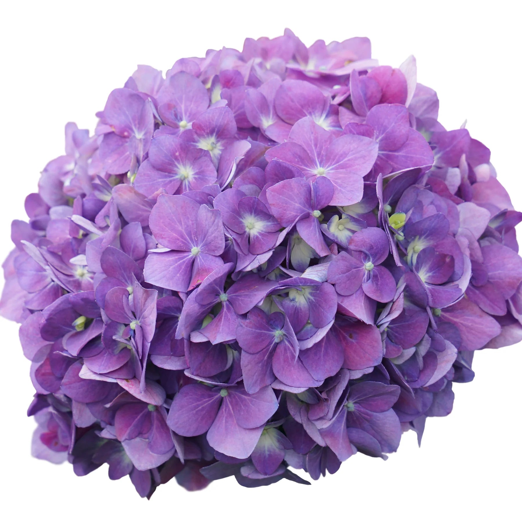 Proven Winners® Let's Dance ¡Arriba!® Reblooming Hydrangea