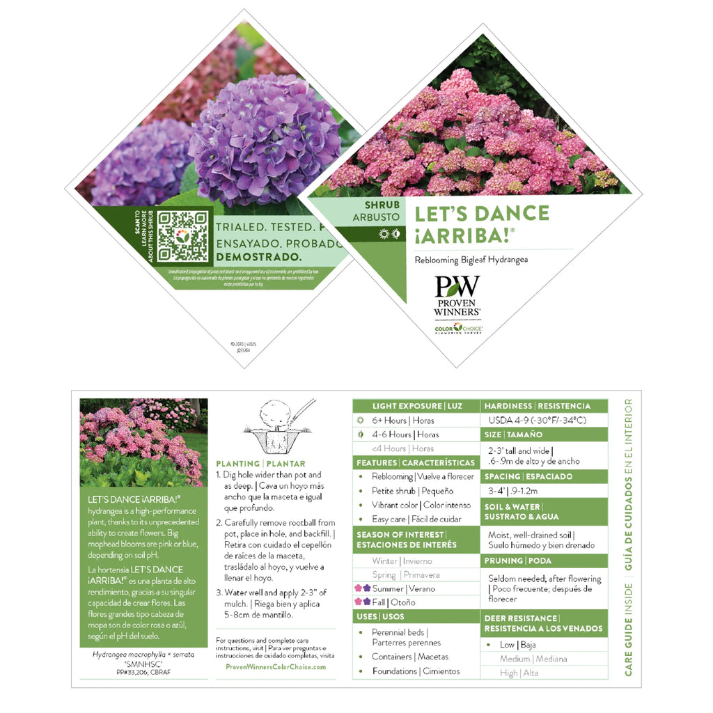 Proven Winners® Let's Dance ¡Arriba!® Reblooming Hydrangea