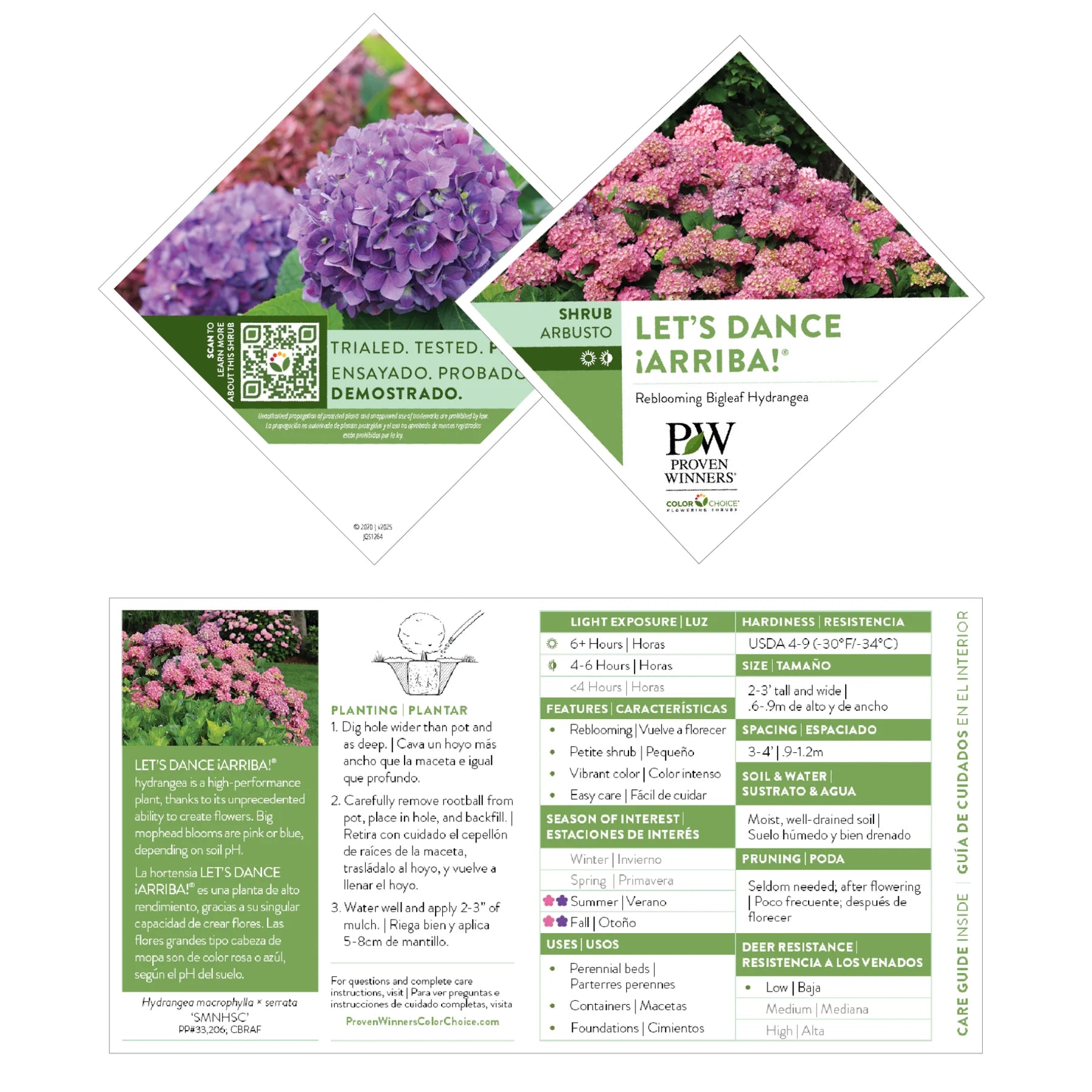 Proven Winners® Let's Dance ¡Arriba!® Reblooming Hydrangea