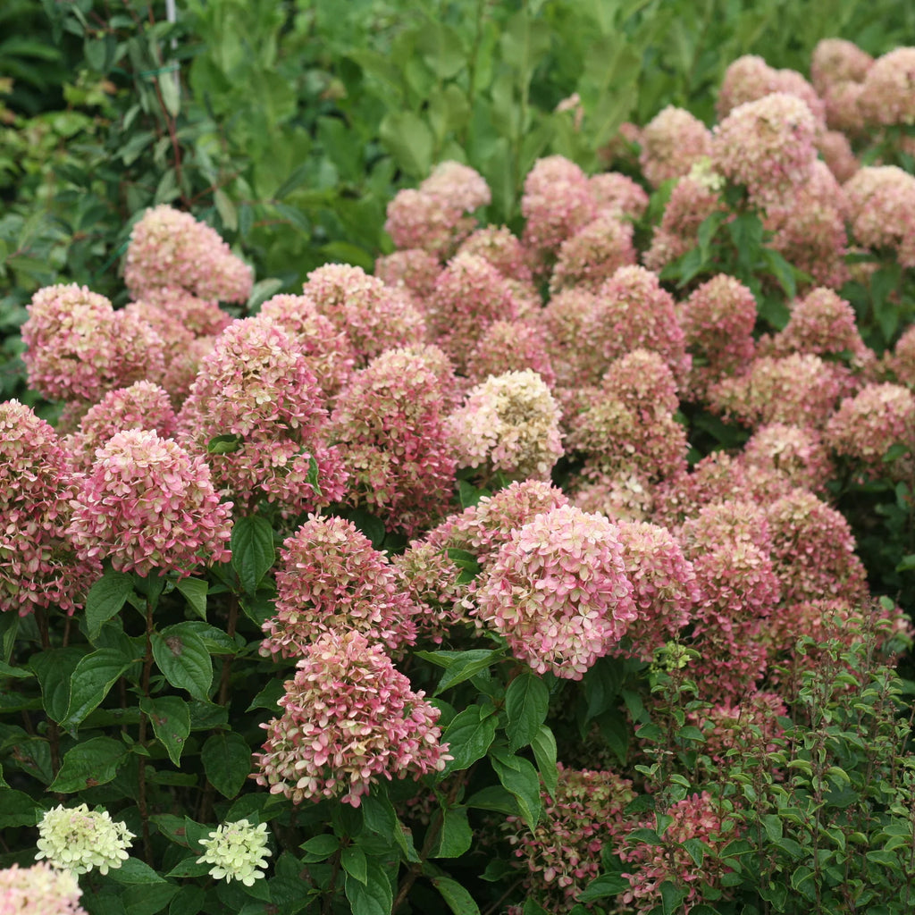 Proven Winners® Little Lime® Panicle Hydrangea (paniculata)