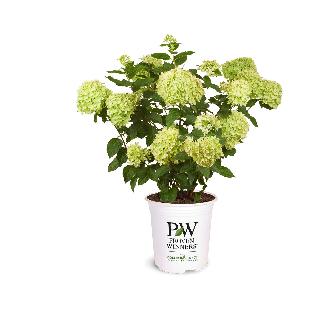 Proven Winners® Little Lime® Panicle Hydrangea (paniculata)