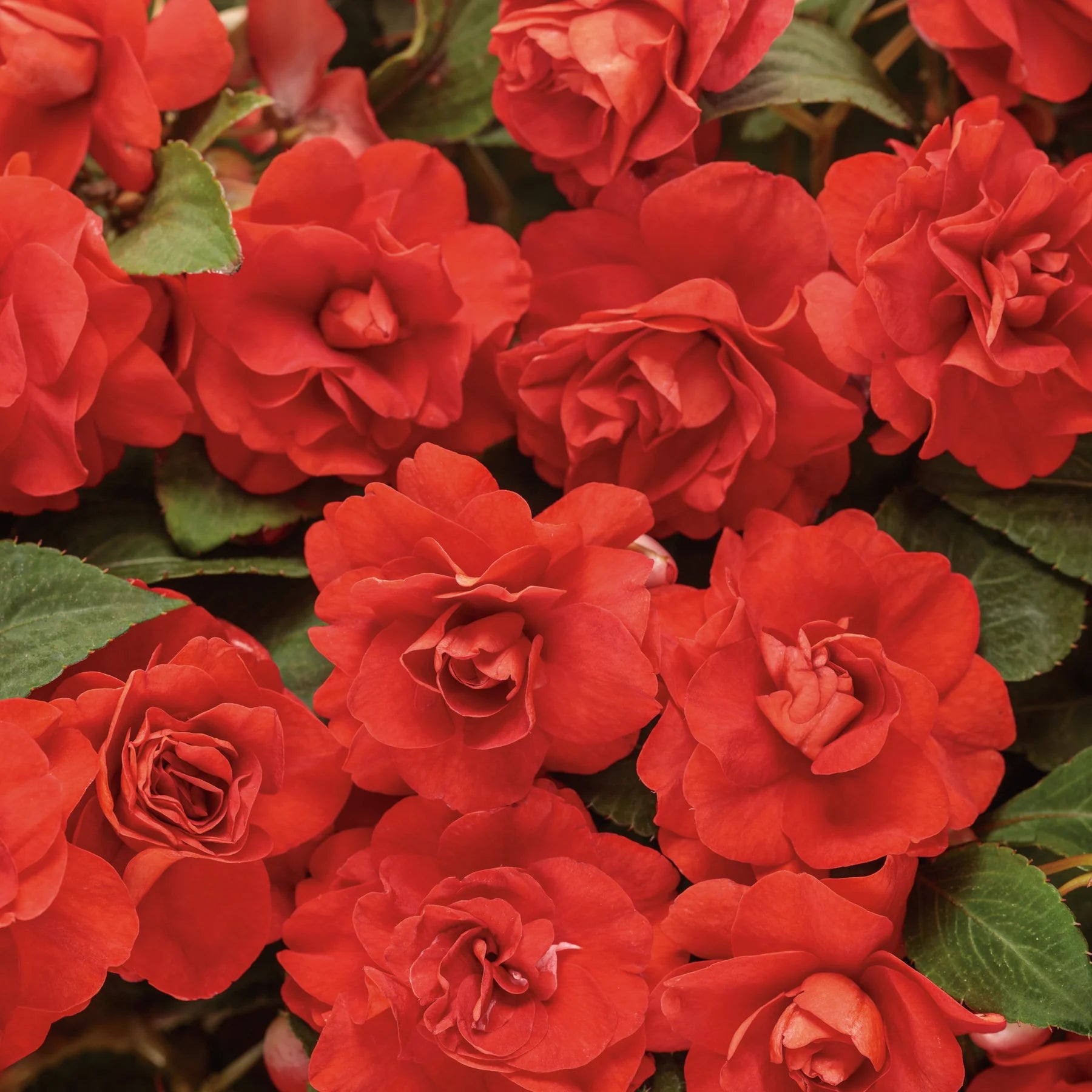 Proven Winners® Rockapulco® Red Double Impatiens (walleriana)