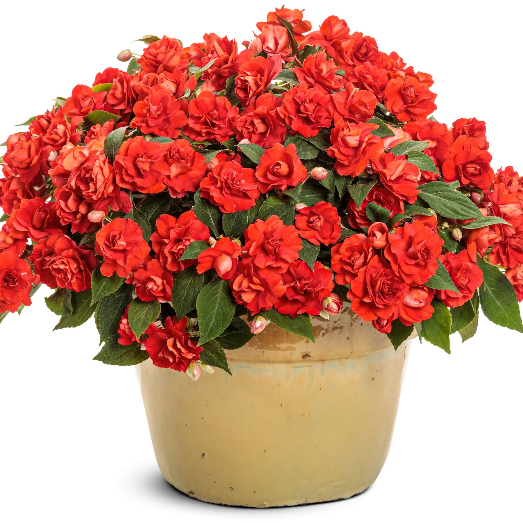 Proven Winners® Rockapulco® Red Double Impatiens (walleriana)