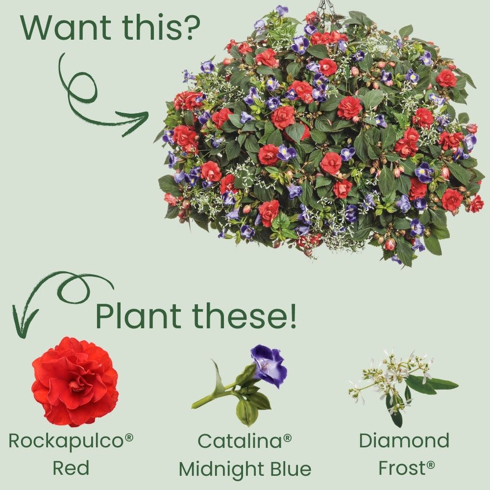 Proven Winners® Rockapulco® Red Double Impatiens (walleriana)