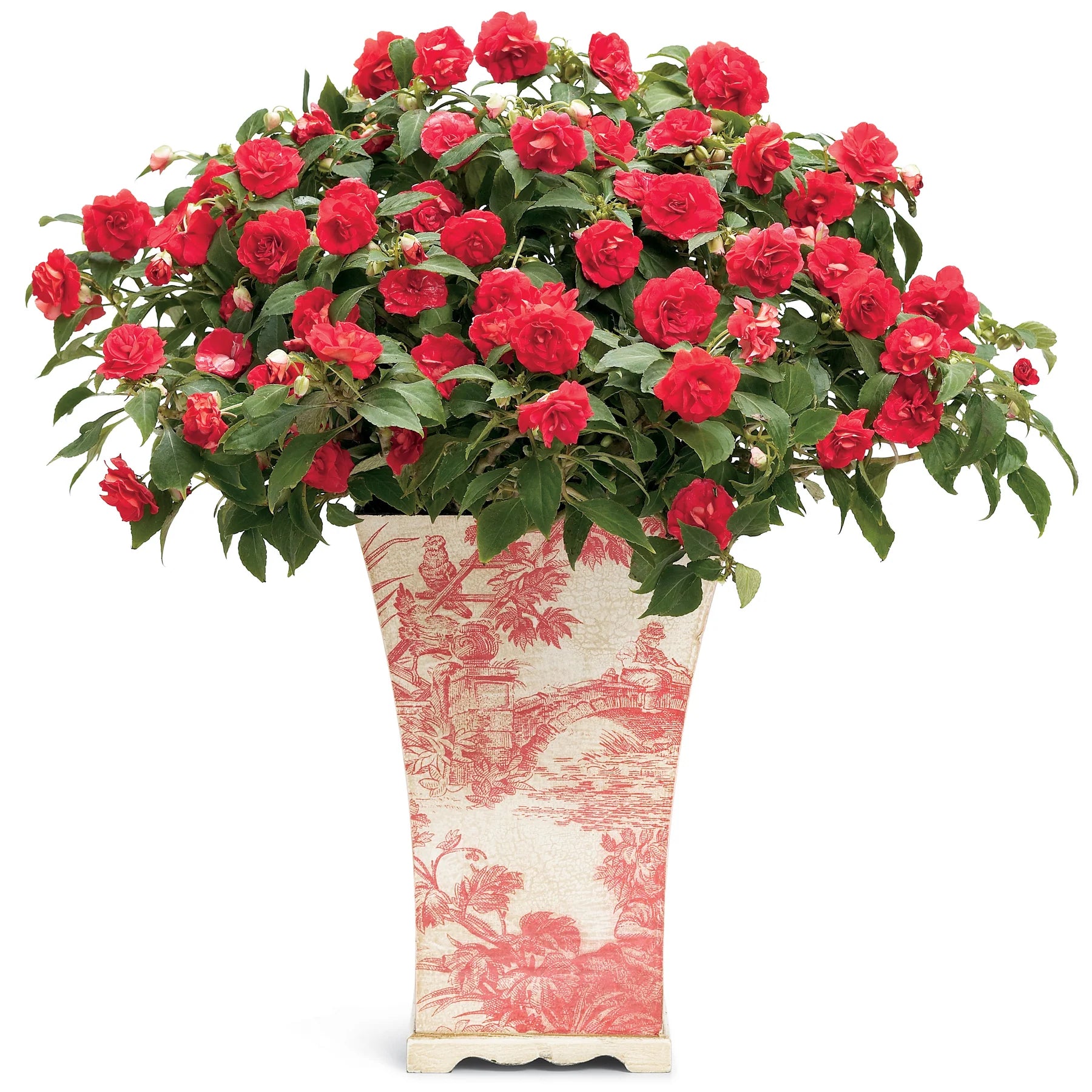 Proven Winners® Rockapulco® Red Double Impatiens (walleriana)
