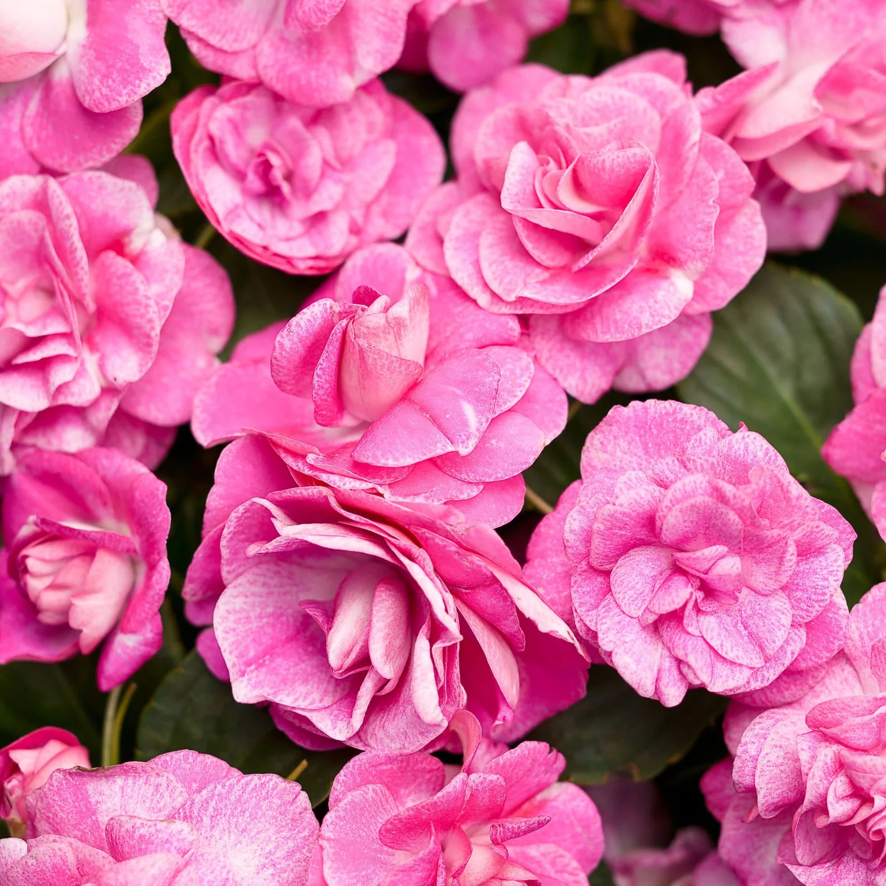 Proven Winners® Rockapulco® Rose Double Impatiens (walleriana)