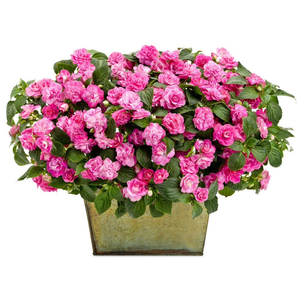 Proven Winners® Rockapulco® Rose Double Impatiens (walleriana)