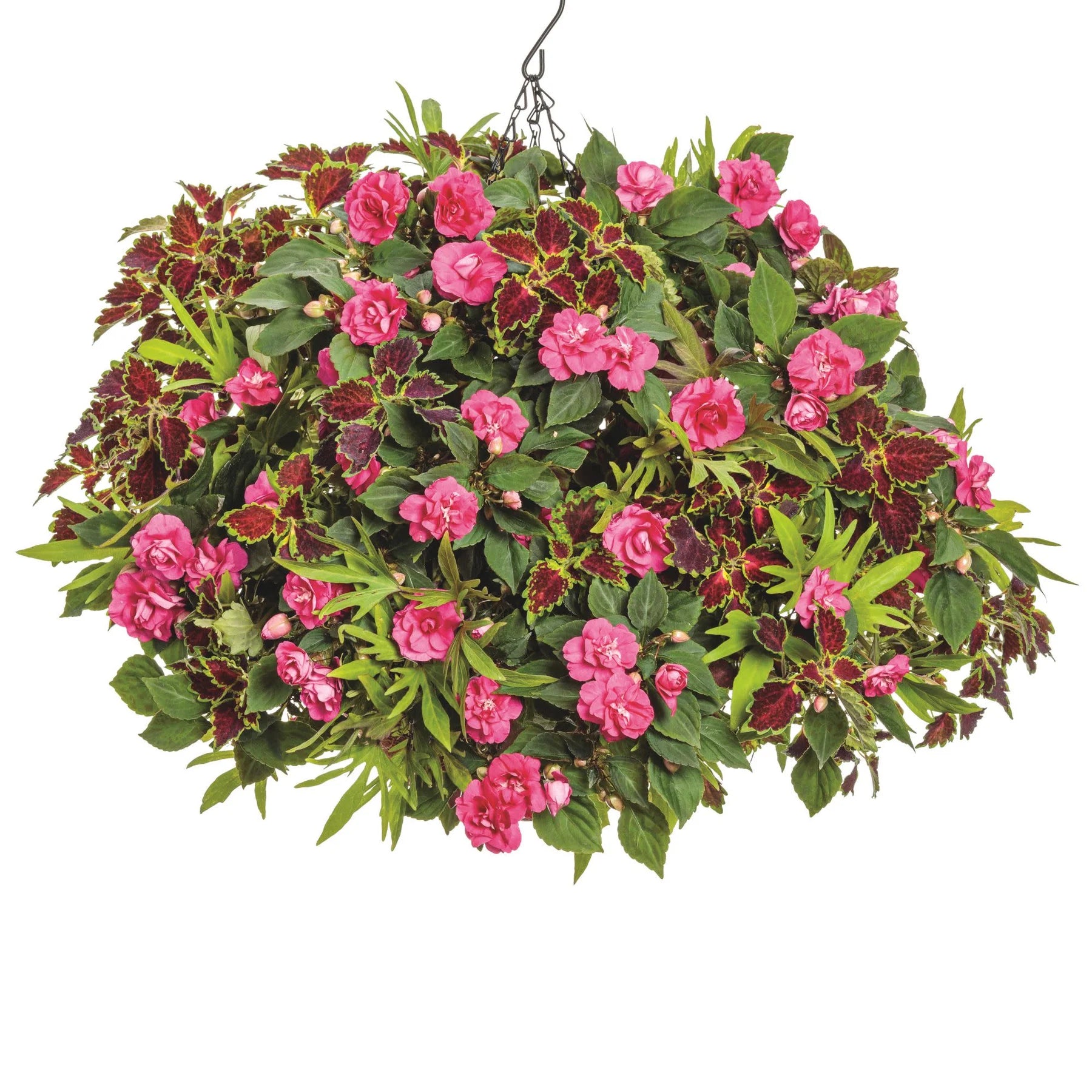 Proven Winners® Rockapulco® Rose Double Impatiens (walleriana)