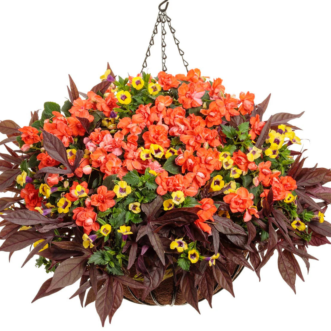 Proven Winners® Rockapulco® Tropical Shades Double Impatiens (walleriana)