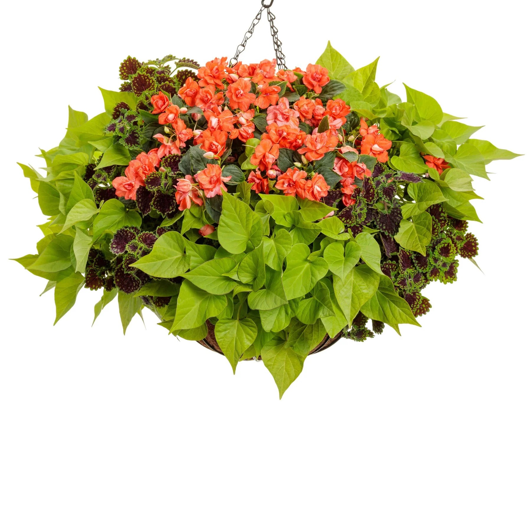 Proven Winners® Rockapulco® Tropical Shades Double Impatiens (walleriana)