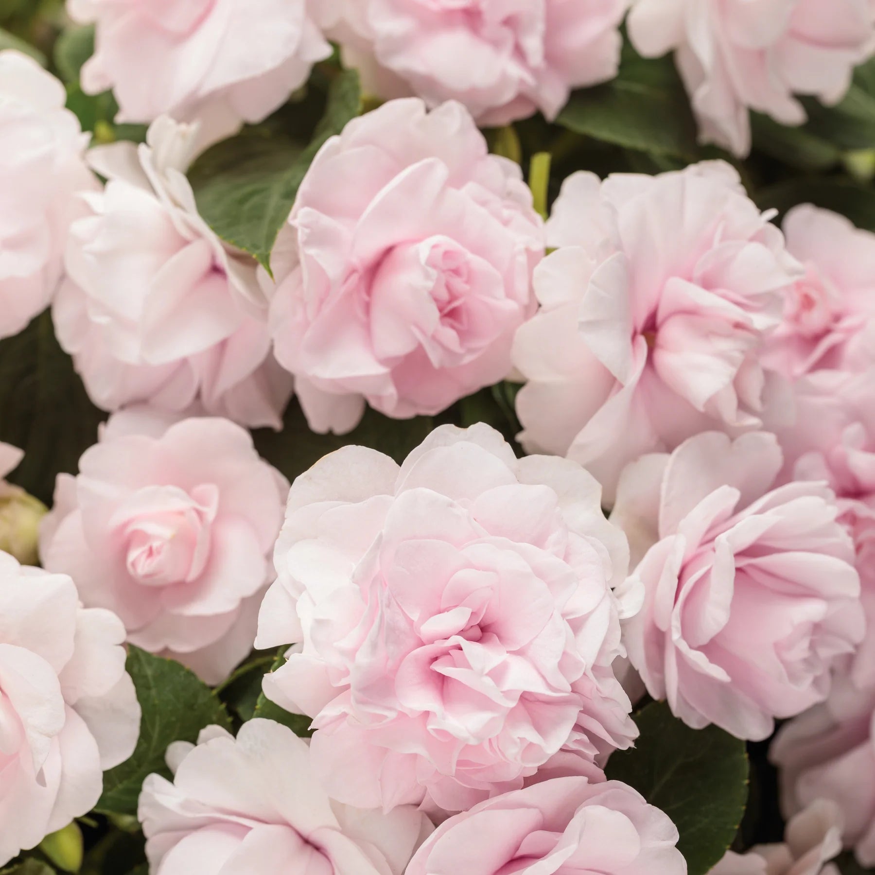 Proven Winners® Rockapulco® Appleblossom Double Impatiens (walleriana)