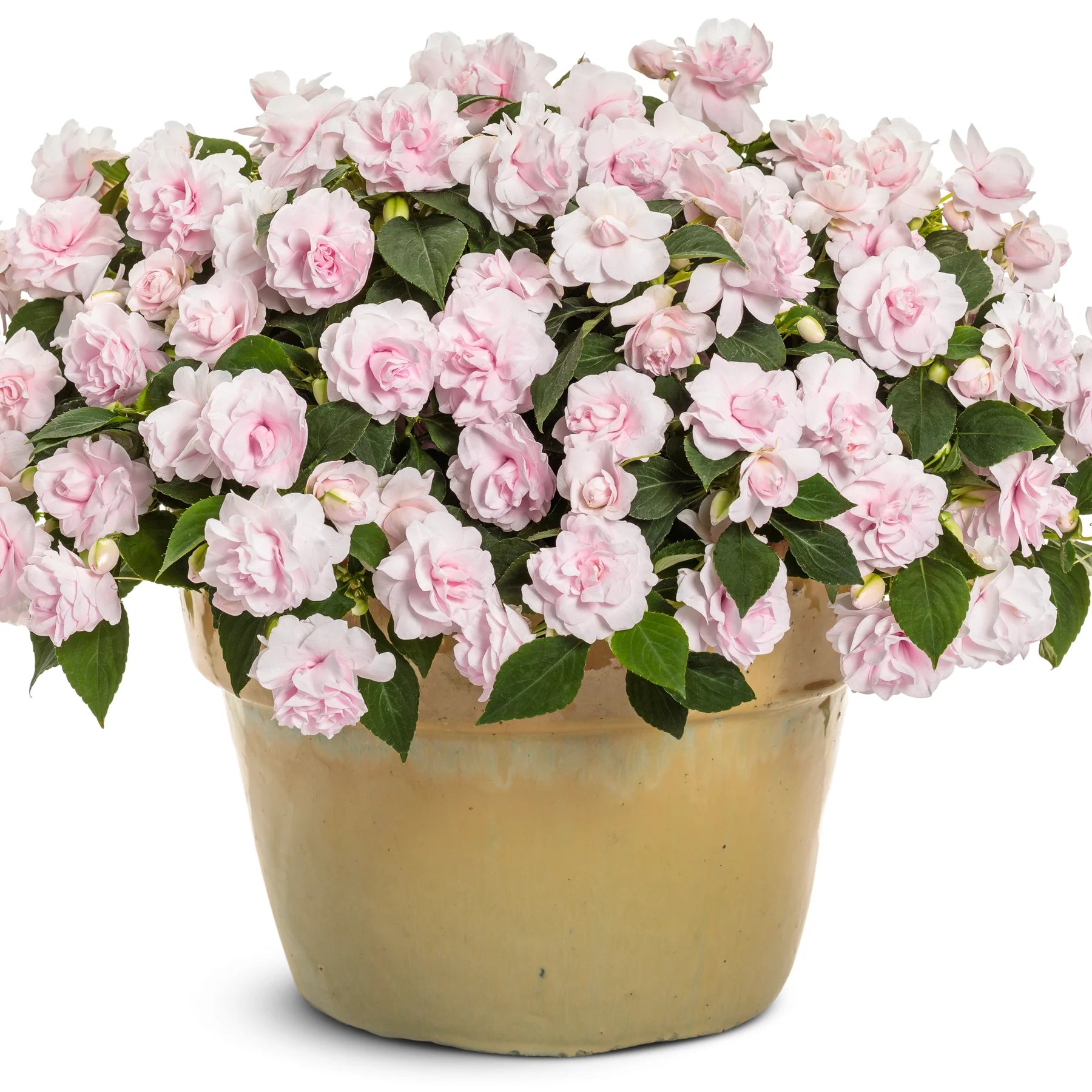 Proven Winners® Rockapulco® Appleblossom Double Impatiens (walleriana)