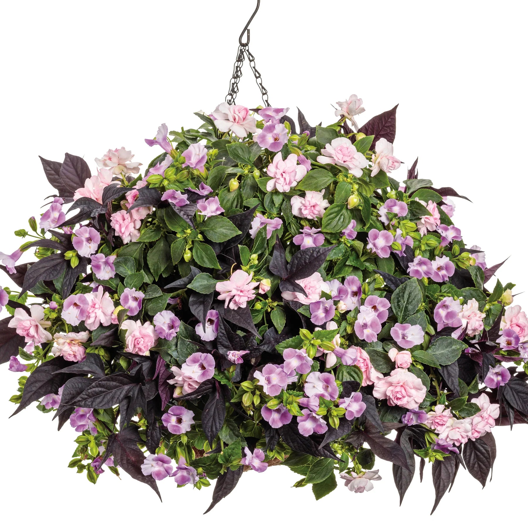 Proven Winners® Rockapulco® Appleblossom Double Impatiens (walleriana)