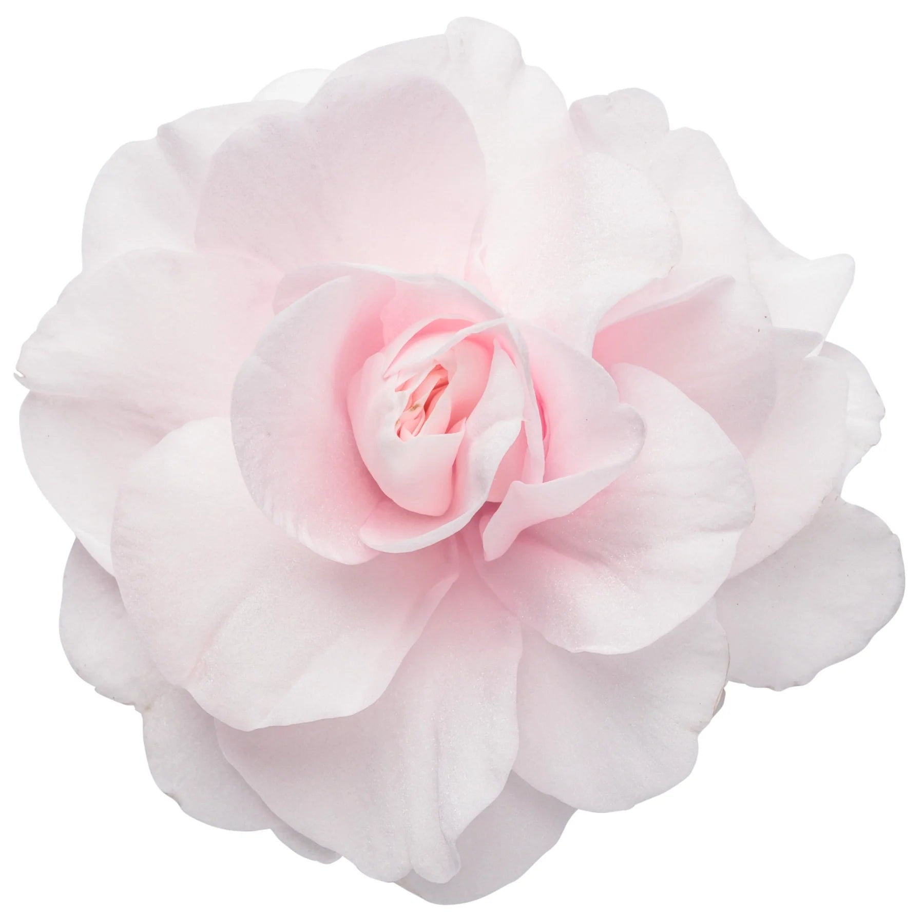 Proven Winners® Rockapulco® Appleblossom Double Impatiens (walleriana)