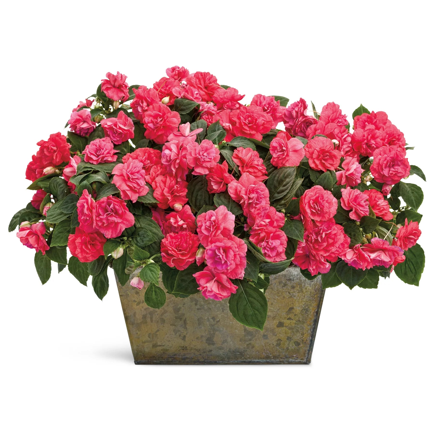 Proven Winners® Rockapulco® Coral Reef Double Impatiens (walleriana)
